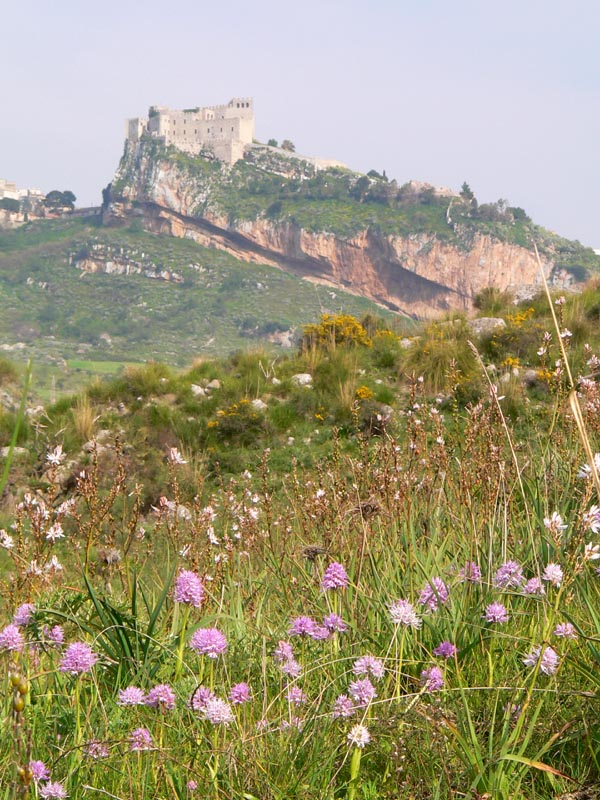 Primavera e orchidee palermitane